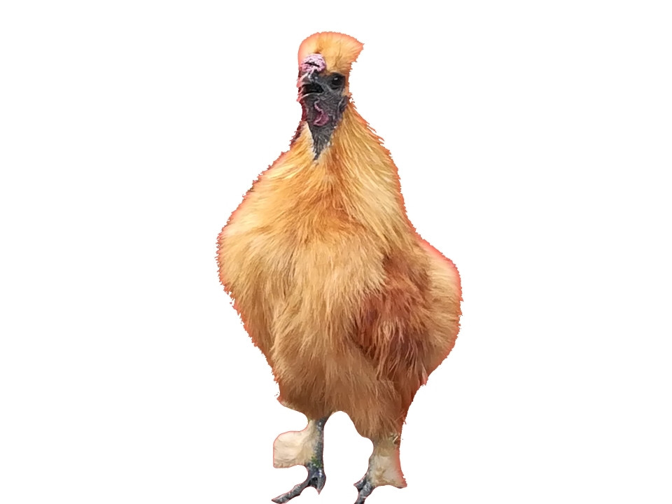 Look At All Those Chickens! (itch) - кадр 3