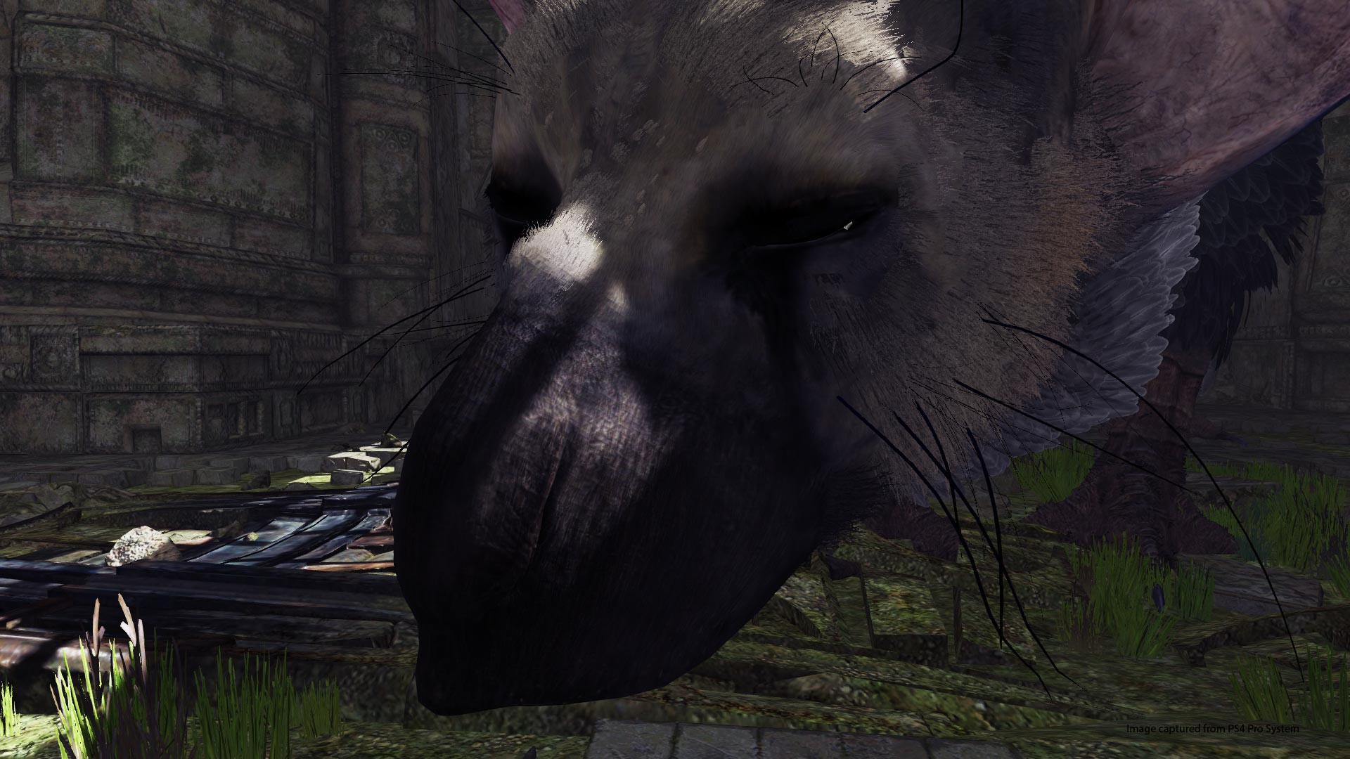 The Last Guardian VR Demo - кадр 8