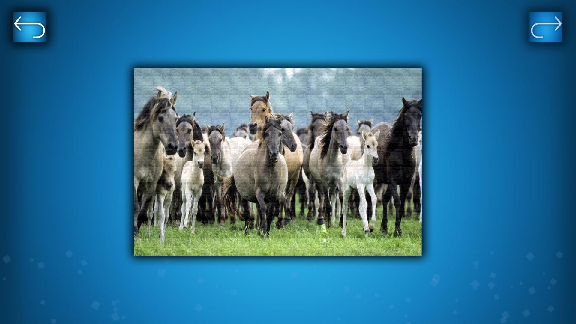 PUZZLE: ANIMALS - кадр 5