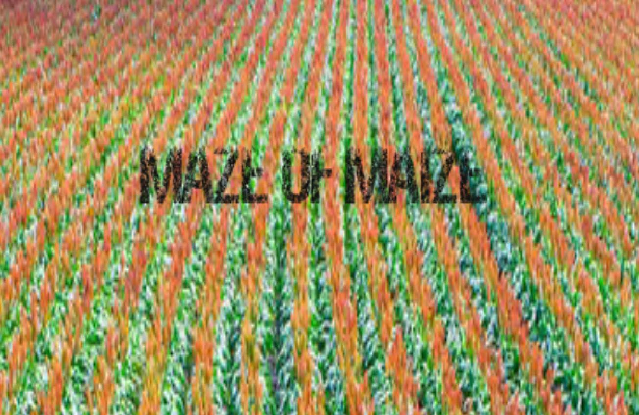 Maze of Maize (itch) - кадр 1