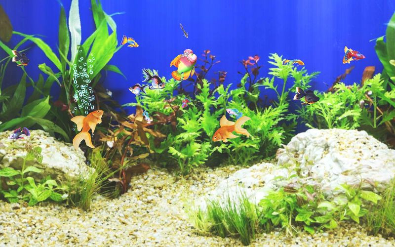 Aquarium Sim - кадр 5