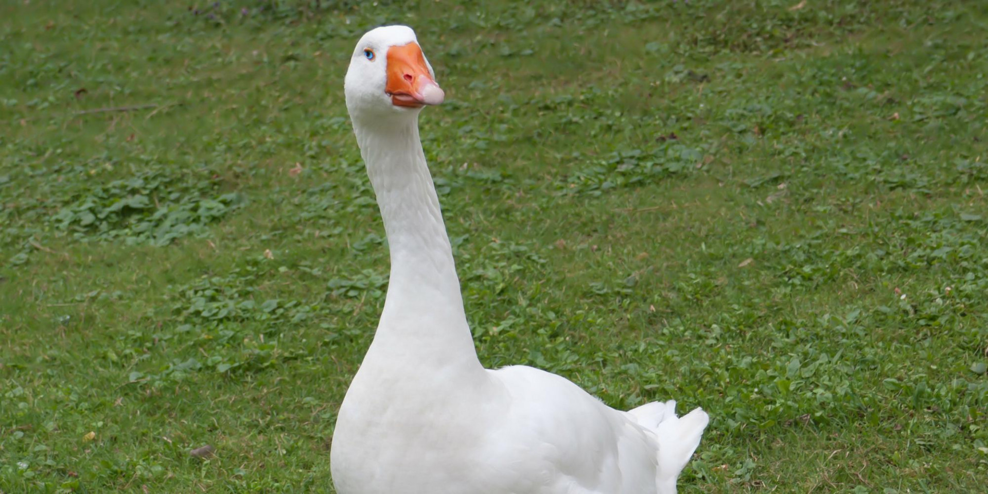 Untitled Goose Game: The Story: The Game (itch) - кадр 1