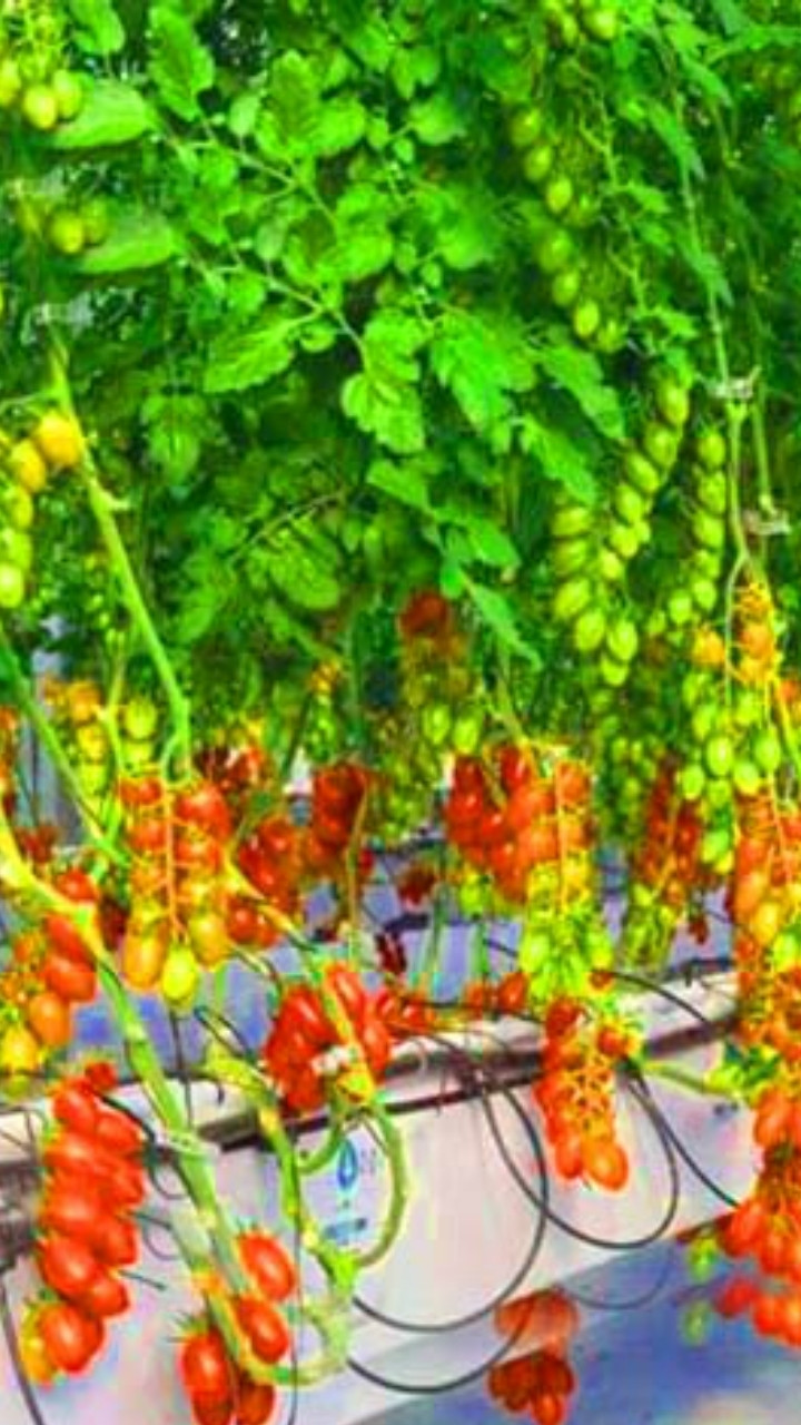 Escape Fruit Sense (itch) - кадр 2