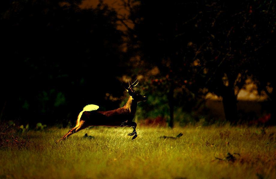Into the Forest (itch) - кадр 3