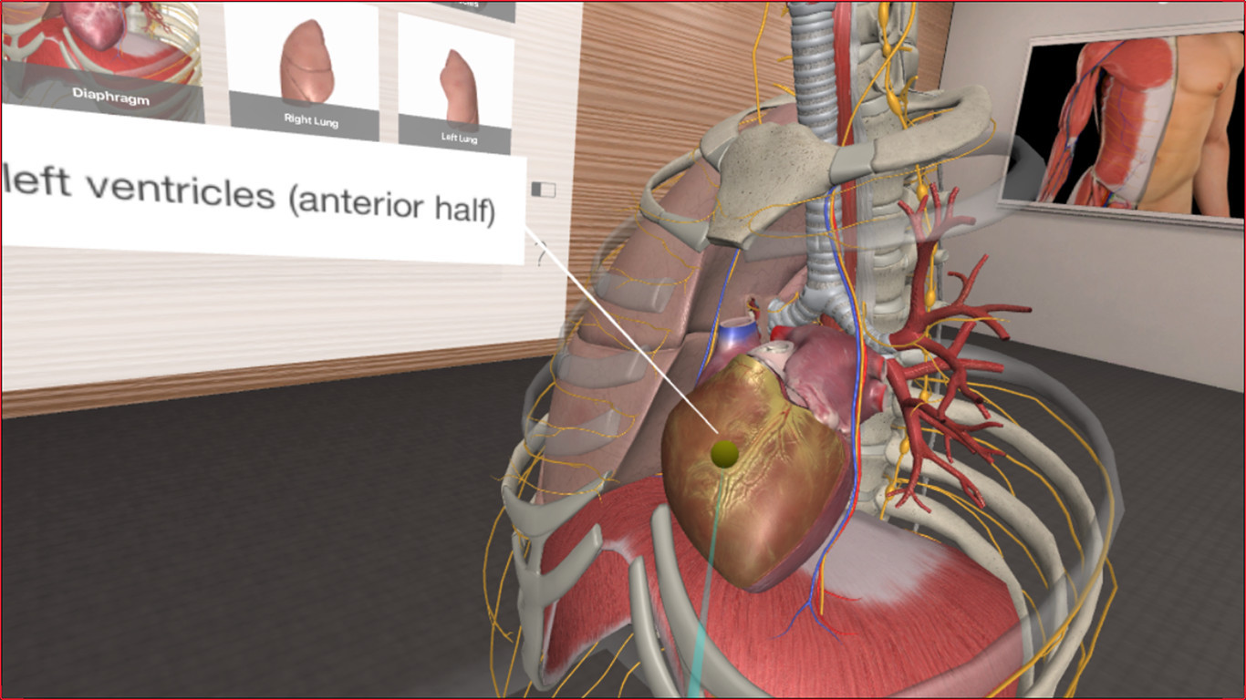 3D Organon VR Anatomy - кадр 8