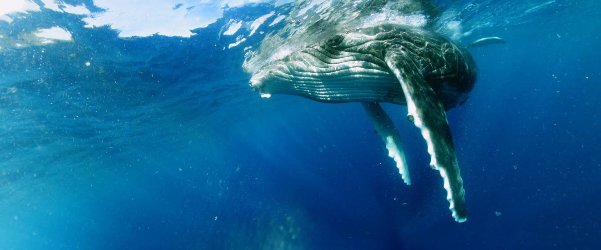 Swimming with Humpbacks - кадр 5