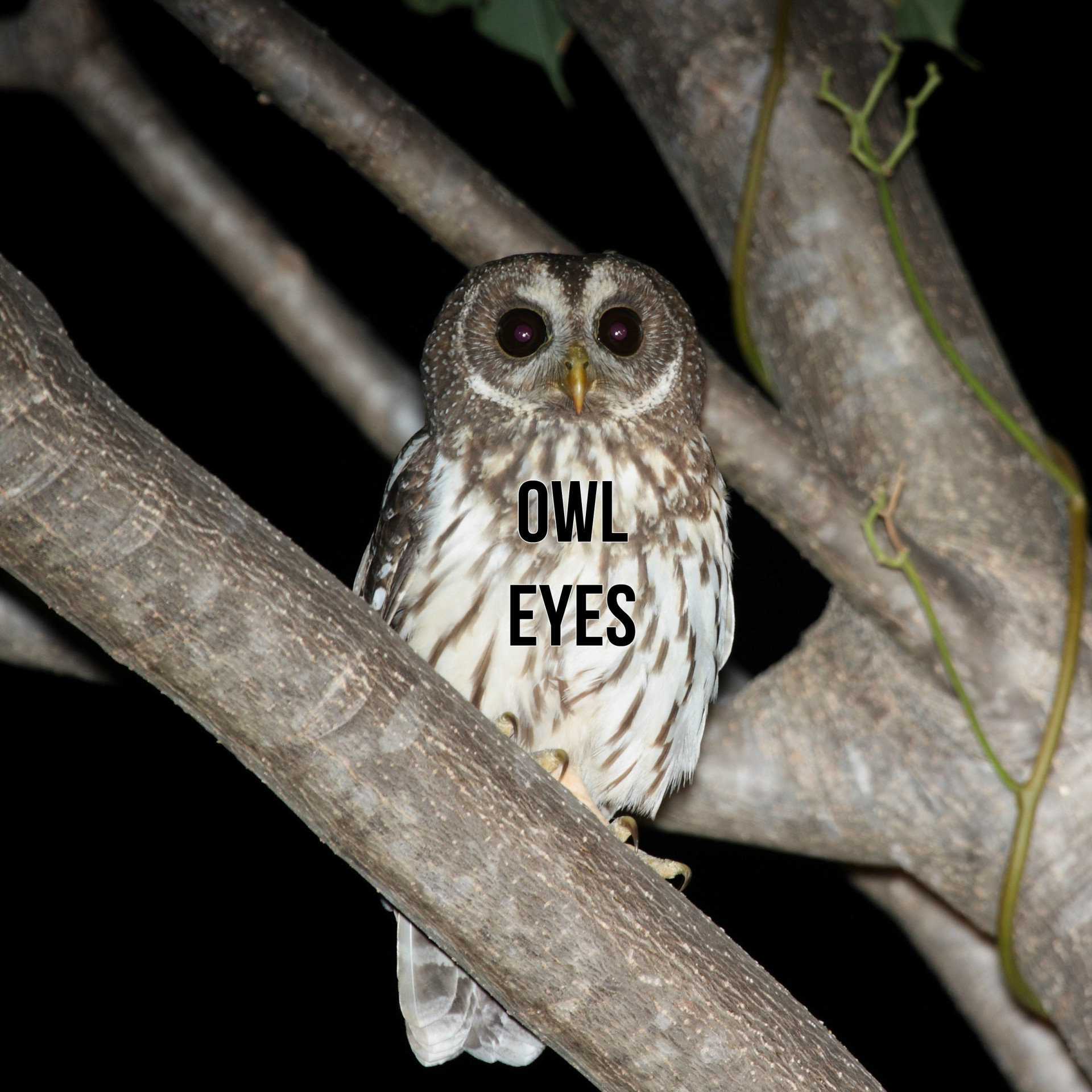 Owl Eyes (itch) - кадр 1