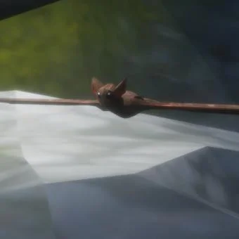 Batsim (itch) Batsim (itch)