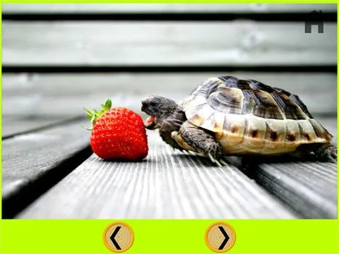 nices turtles for kids - free nices turtles for kids - free