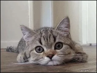 Press E To Pat The Cat (itch) Press E To Pat The Cat (itch)