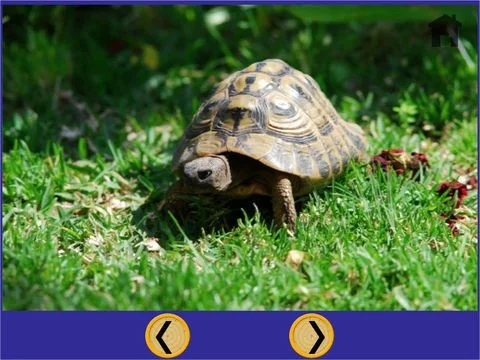 turtles for small kids - free