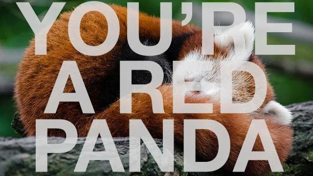 Новости о You're a Red Panda! (itch)