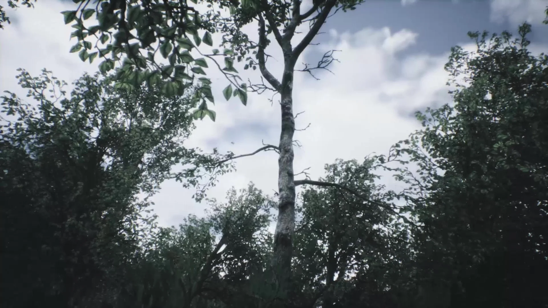 Рецензии Explorable Forest Valley (itch)