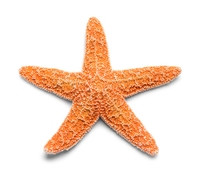 Shooting Starfish (itch) Shooting Starfish (itch)
