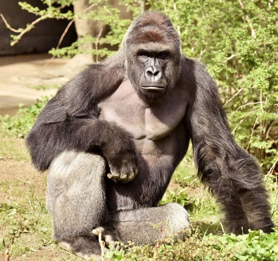 Harambe's legacy (itch) Harambe's legacy (itch)