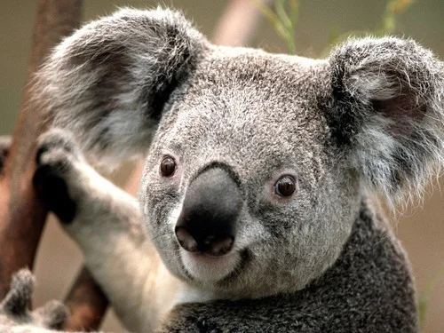 Touhou: Koala Edition (itch)