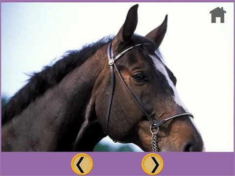 nice horses for kids - free nice horses for kids - free