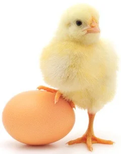 MIGHTY EGG (itch) MIGHTY EGG (itch)