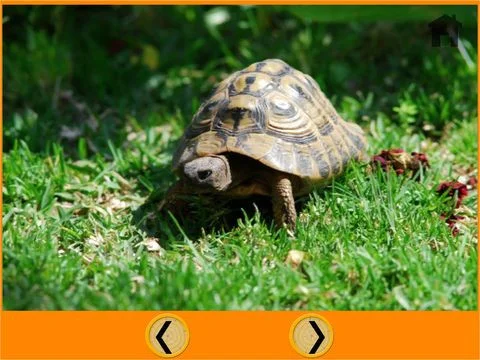 kids love turtles - free game