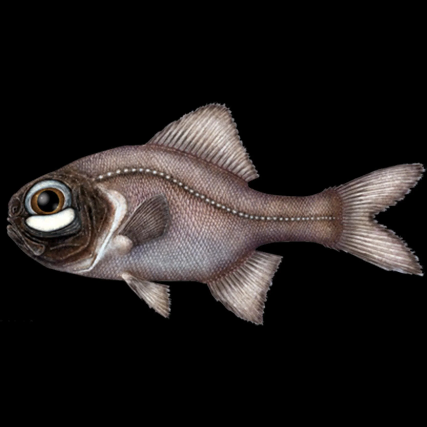 Anomalopidae (itch) Anomalopidae (itch)