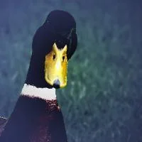 Новости о Star Duck Charity Jam 2013 (itch)