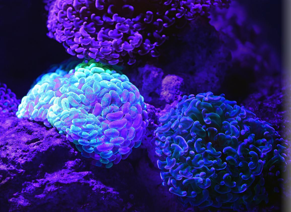 The Uprooting (itch)