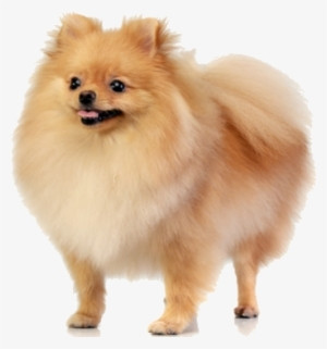 The Secret Cyborg Dogs (itch) The Secret Cyborg Dogs (itch)