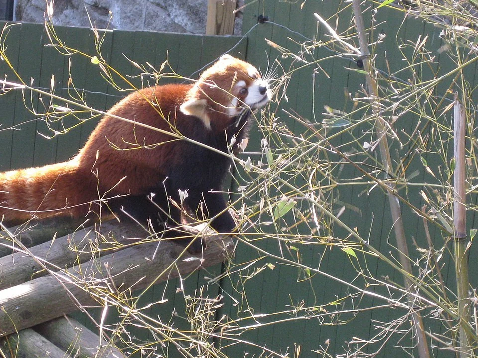 Red Panda Adventures (Jam Version) (itch)