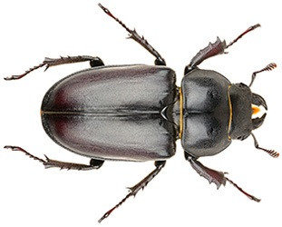I'm a beetle! (itch) I'm a beetle! (itch)