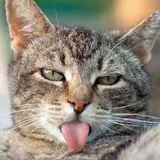 Luana Perseke - Gatinhos bem lokos (itch) Luana Perseke - Gatinhos bem lokos (itch)