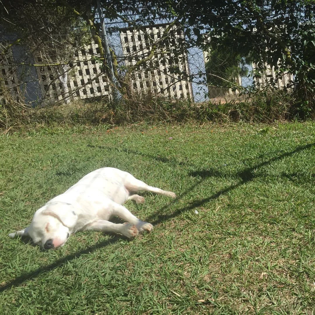 Fetch (itch) Fetch (itch)