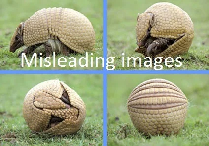 Cheeky Armadillo (itch) Cheeky Armadillo (itch)