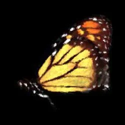Статьи по The Beauty of The Butterfly (itch)