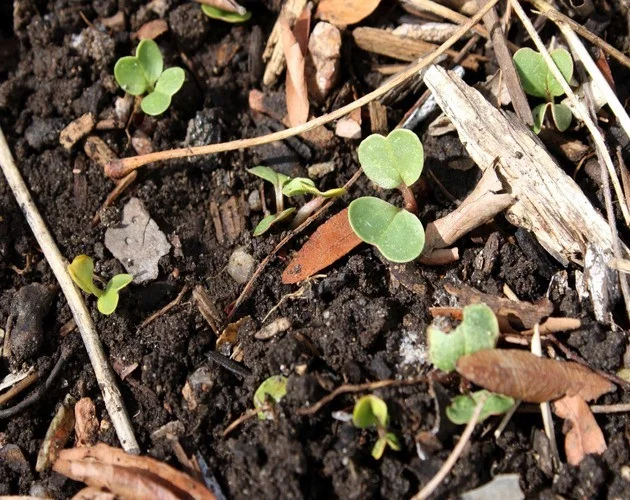 The Beginner's Guide to Compost (itch) The Beginner's Guide to Compost (itch)