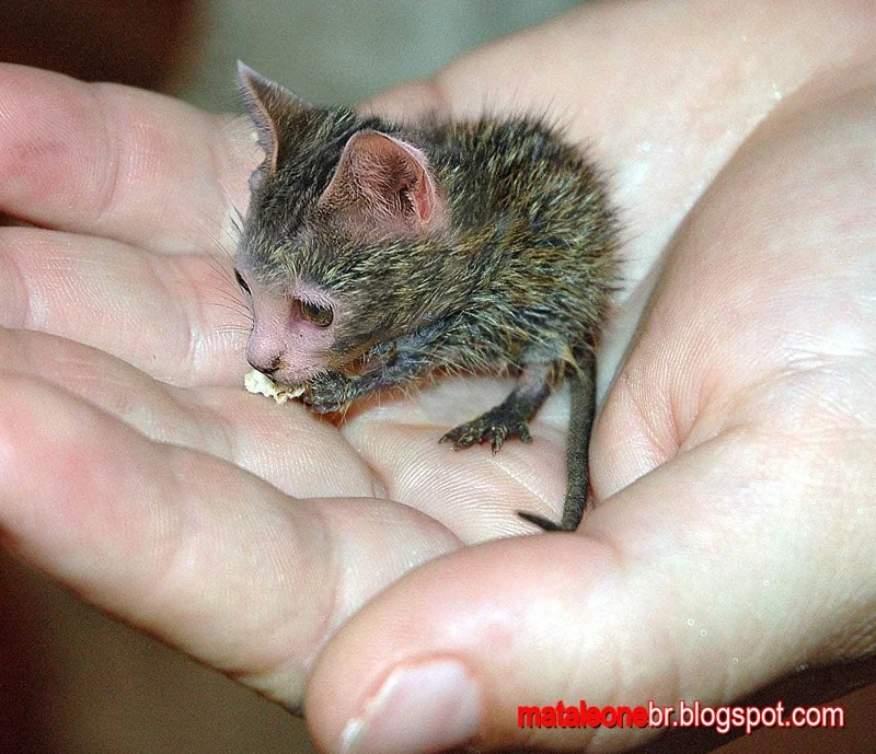Рецензии Steve, The Born Again Christian Cat-Rat (itch)