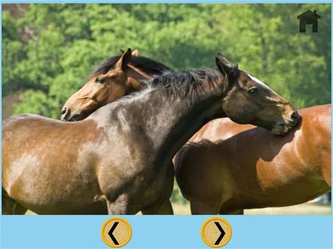 horses for good kids - free game