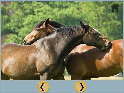 my kids and horses collection - free