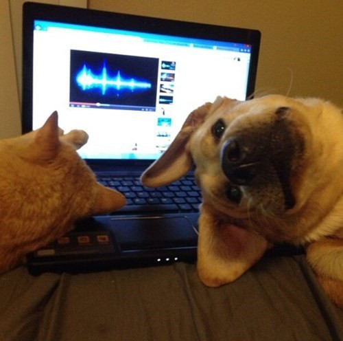 Tap the Dog (itch) Tap the Dog (itch)