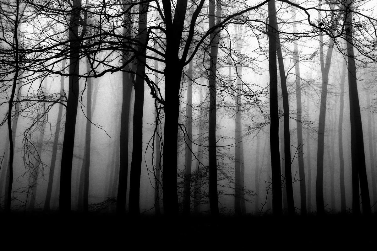 The Forest (itch) (Barney1878)