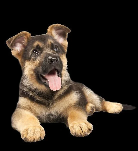Don't Kill the Puppy (itch) Don't Kill the Puppy (itch)