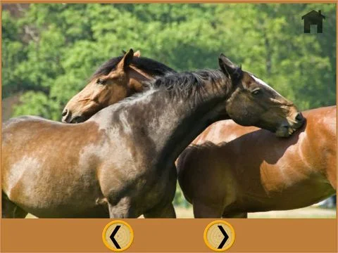 lovely horses for kids - free game lovely horses for kids - free game
