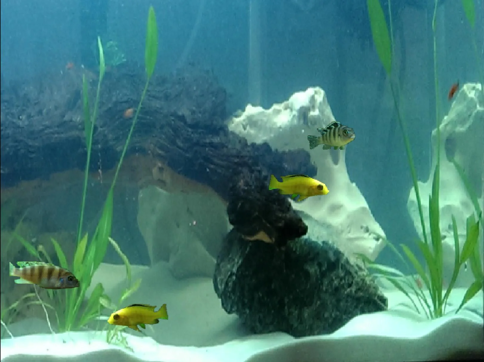 Fish It Up (itch)