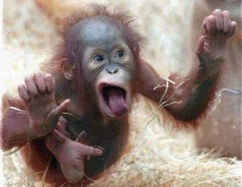 Hoarding Monkey (itch)