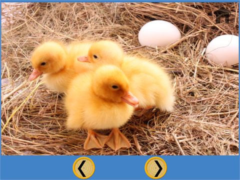Новости о farm animals and my kids - free game