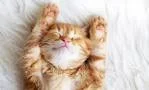 MEow (Quess) (itch) MEow (Quess) (itch)