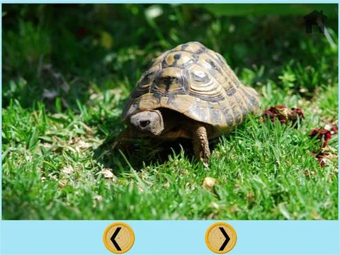 Статьи по amazing turtles for kids - free