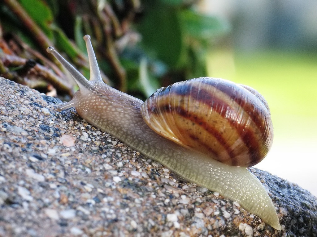 Snailed It! (dreamlogician) (itch) Snailed It! (dreamlogician) (itch)