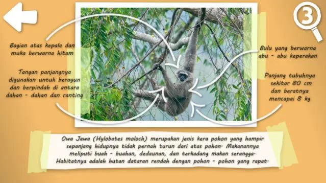 NEBAK GAMBAR: Fauna Indonesia (itch) NEBAK GAMBAR: Fauna Indonesia (itch)