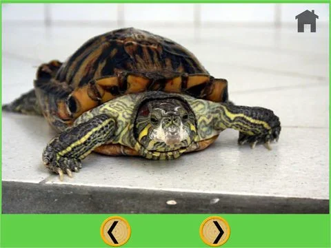 my favorite turtle - free game