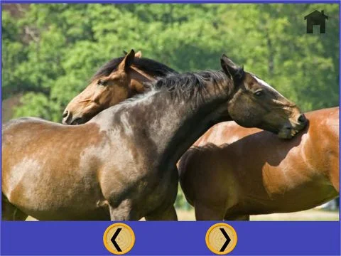 images of horses that i love - free game images of horses that i love - free game